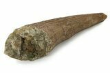 Exceptional, Fossil Triceratops Brow Horn - Montana #352035-4